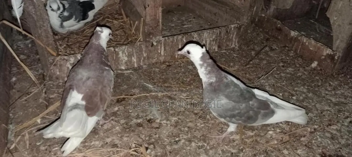 Pigeons