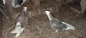 Pigeons