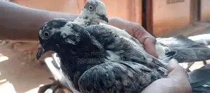 Pigeons