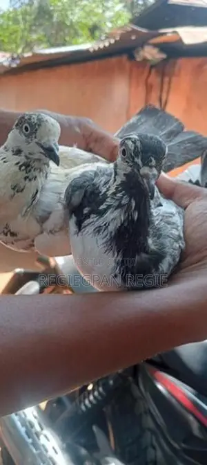 Pigeons