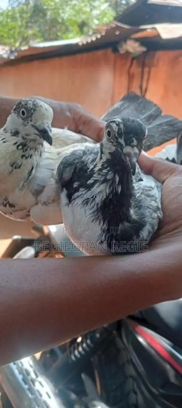 Pigeons