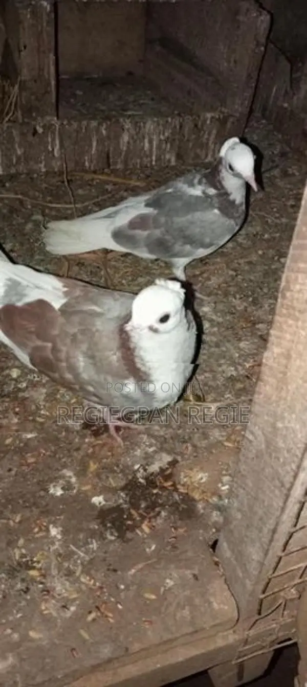 Pigeons