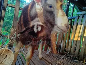 සානම් එලුවන්