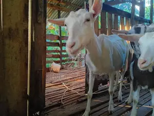 සානම් එලුවන්