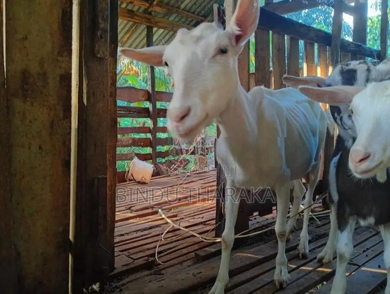 සානම් එලුවන්