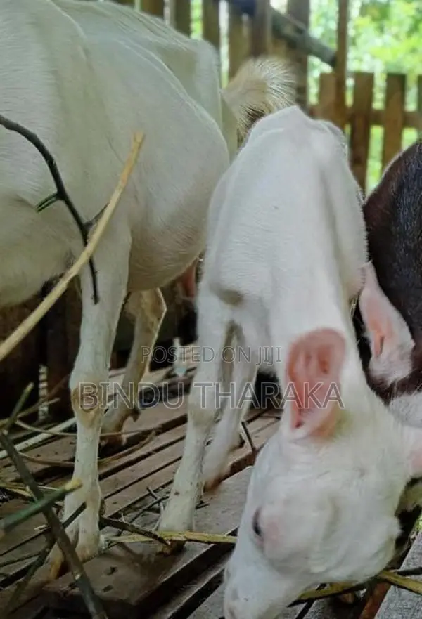 සානම් එලුවන්