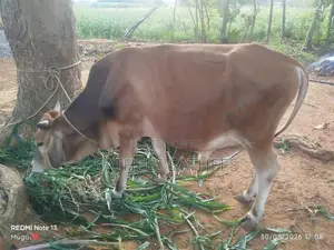 Male Cow