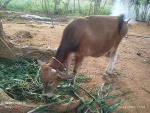 Male Cow