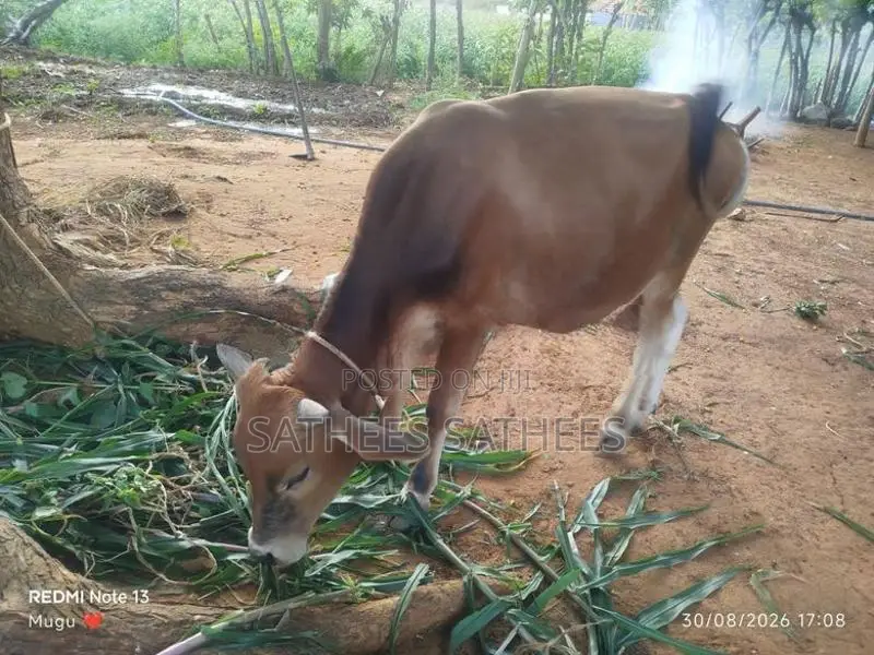 Male Cow
