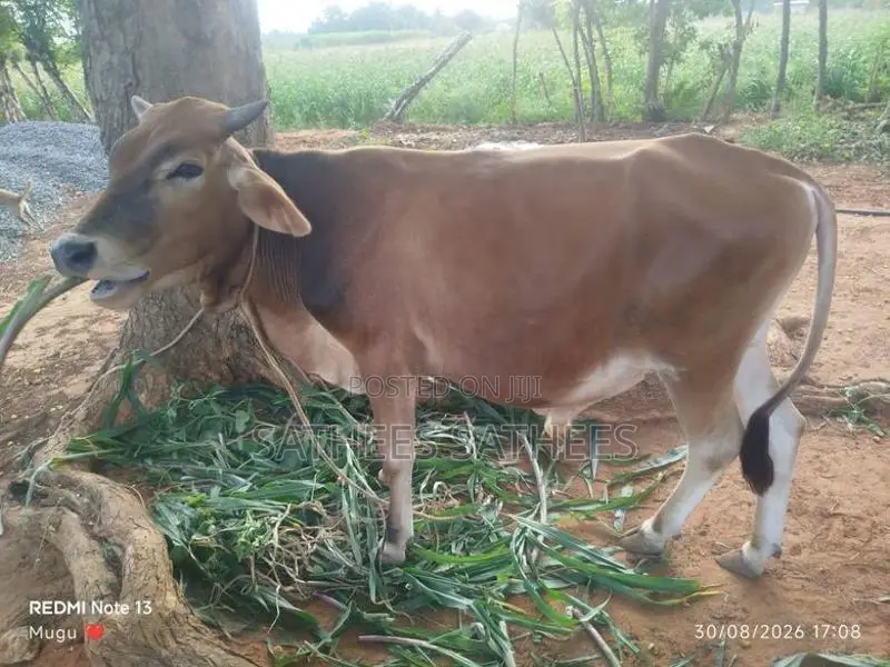 Male Cow