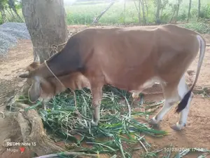 Male Cow