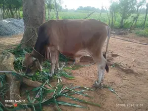 Male Cow