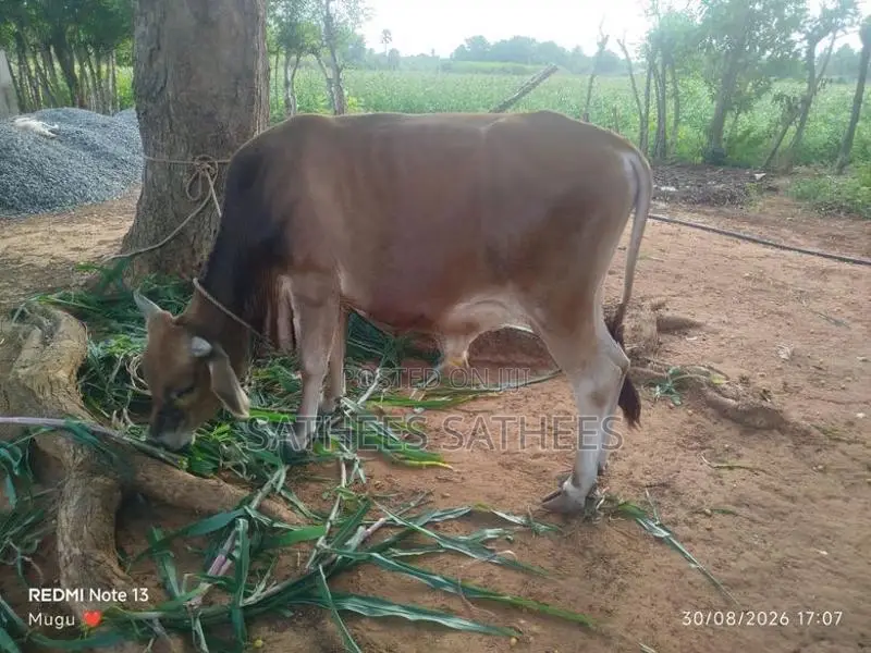 Male Cow