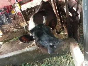 Milk Cow