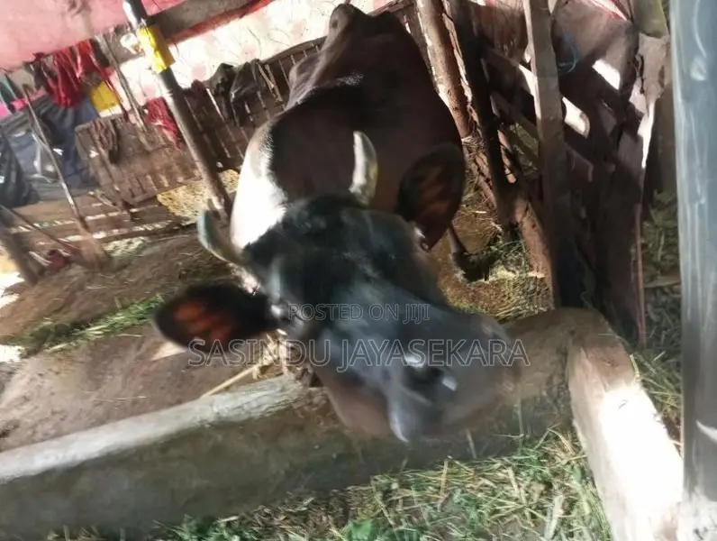 Milk Cow
