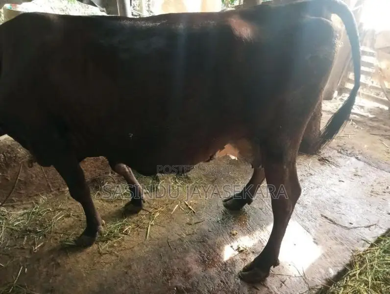 Milk Cow