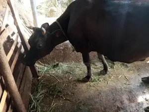 Milk Cow