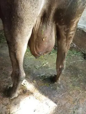 Milk Cow