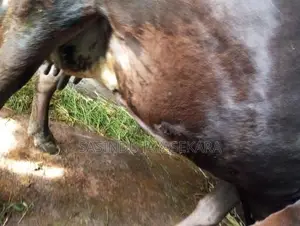 Milk Cow
