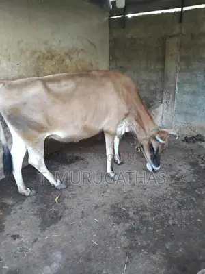 Jersey Cow