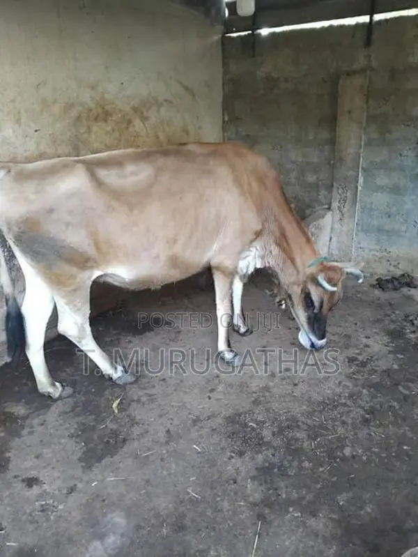 Jersey Cow