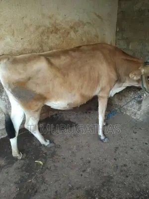 Jersey Cow