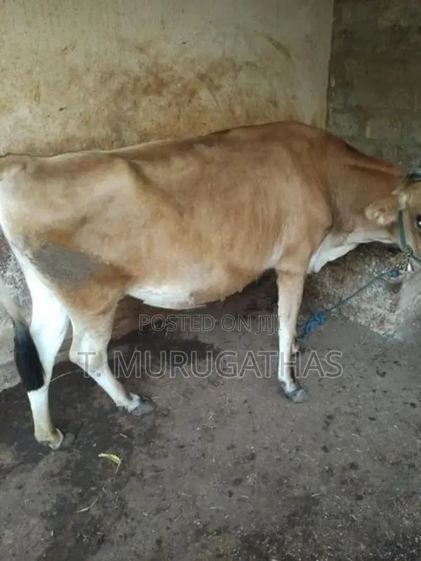 Jersey Cow