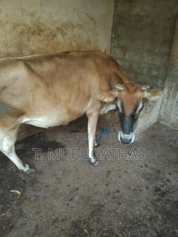 Jersey Cow