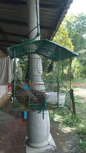 Love Birds