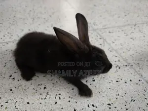 Rabbits