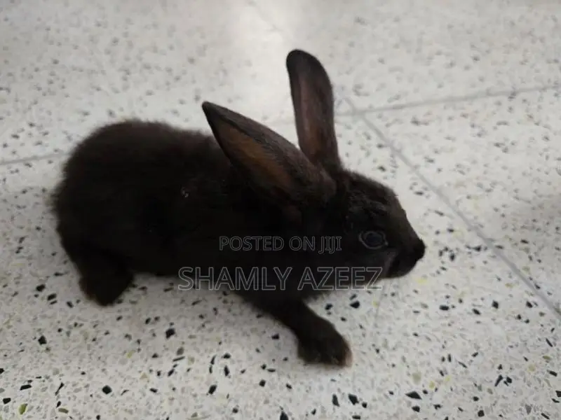Rabbits