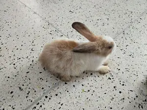 Rabbits