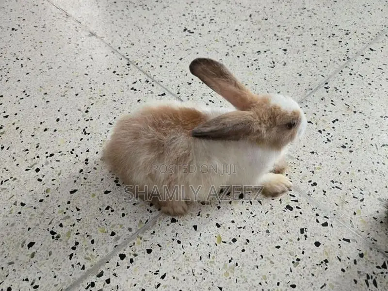Rabbits