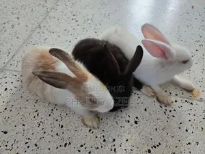 Rabbits