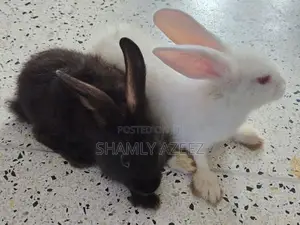 Rabbits