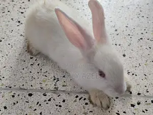 Rabbits