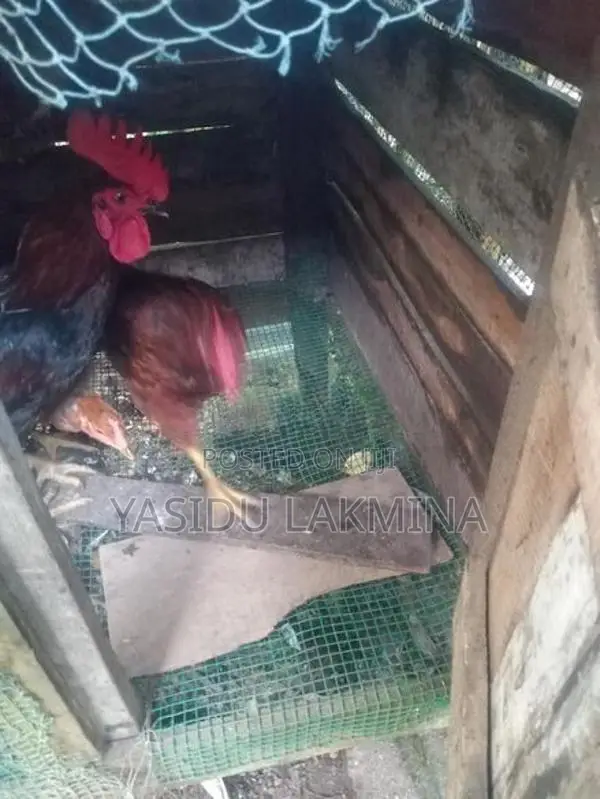 ගම් කූකූලන්