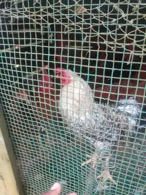 ගම් කූකූලන්