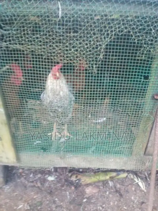 ගම් කූකූලන්