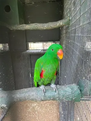 ඉග්ලියෙටස් කුරුල්ලා
