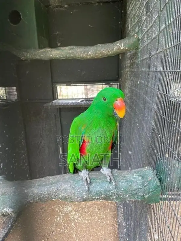 ඉග්ලියෙටස් කුරුල්ලා