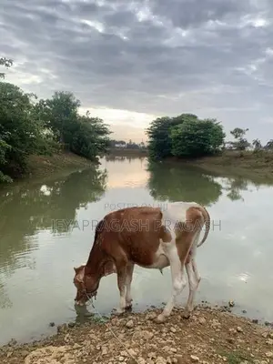 நாம்பன் மாடு