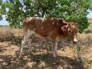 நாம்பன் மாடு