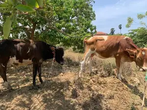 நாம்பன் மாடு