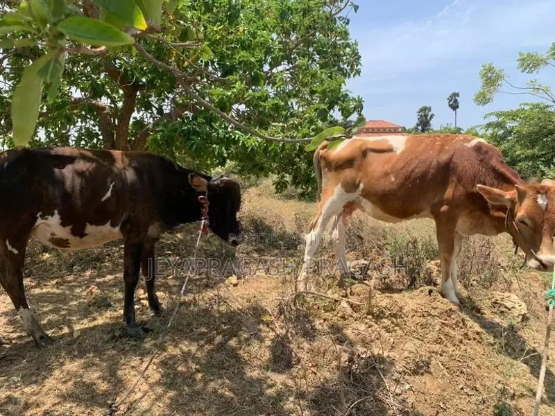 நாம்பன் மாடு
