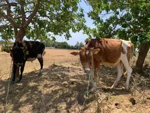 நாம்பன் மாடு