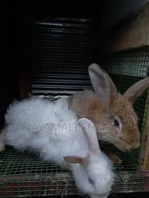 Angora Rabbit