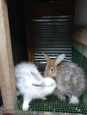 Angora Rabbit