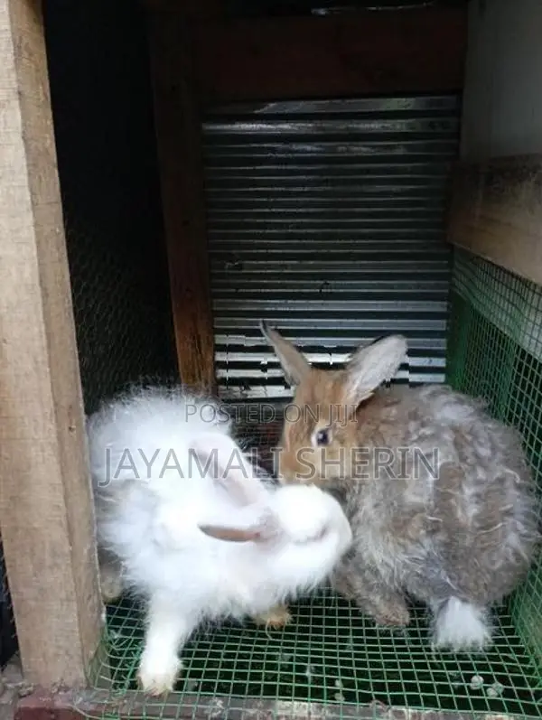 Angora Rabbit