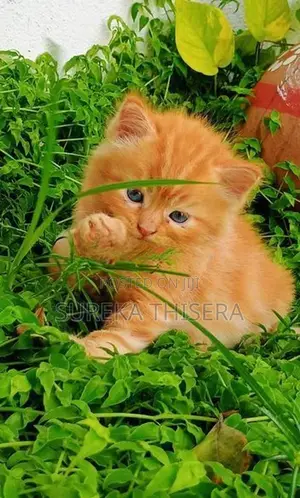 Persian Kittens